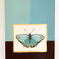 Butterfly in Blue/Blue II | Oil on Wood Panel